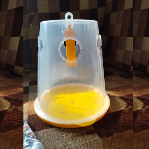 fruit-fly-trap