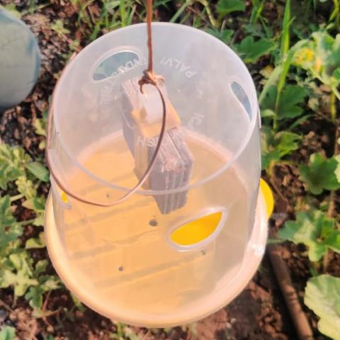 fruit-fly-trap
