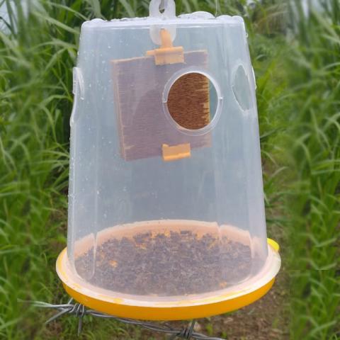 fruit-fly-trap