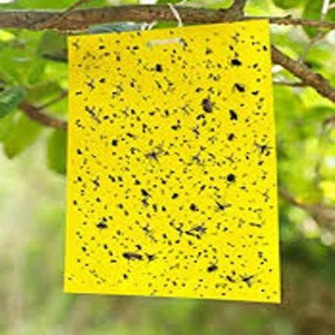 sticky-trap