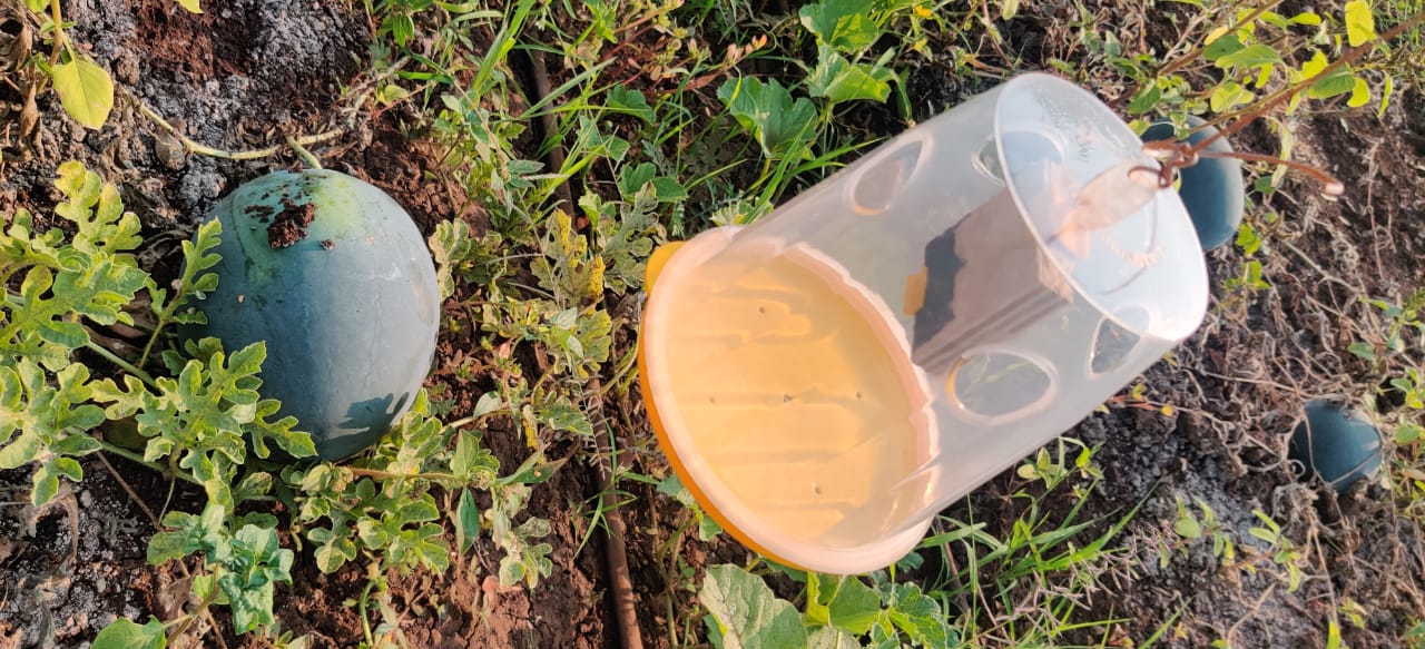 Fly Trap O-Mat For Fruits
