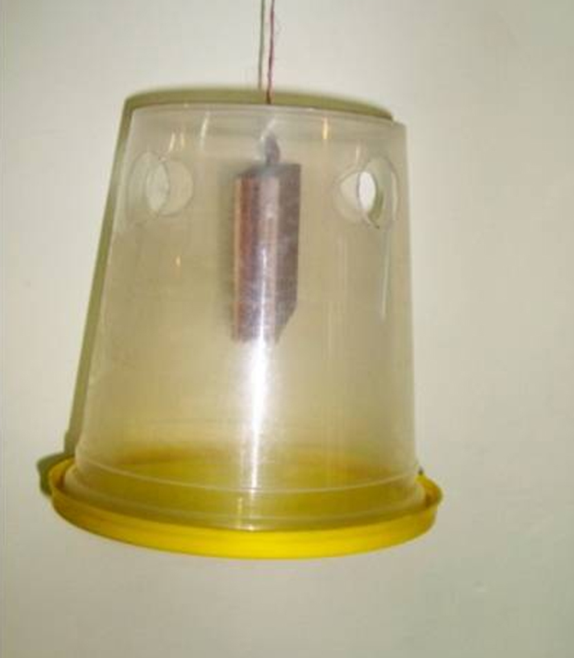 Fruit Fly Trap Container