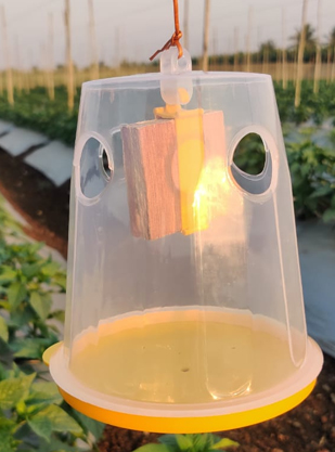 Fruit Fly Trap Container