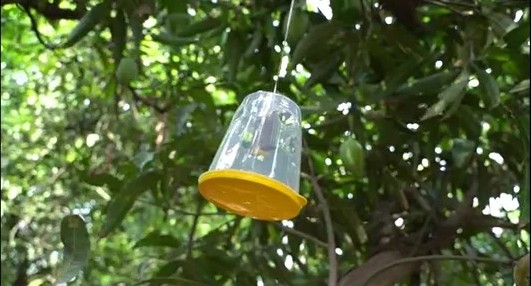 Fruit Fly Trap Container