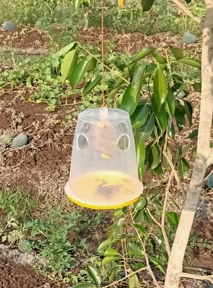 Fruit Fly Trap Container