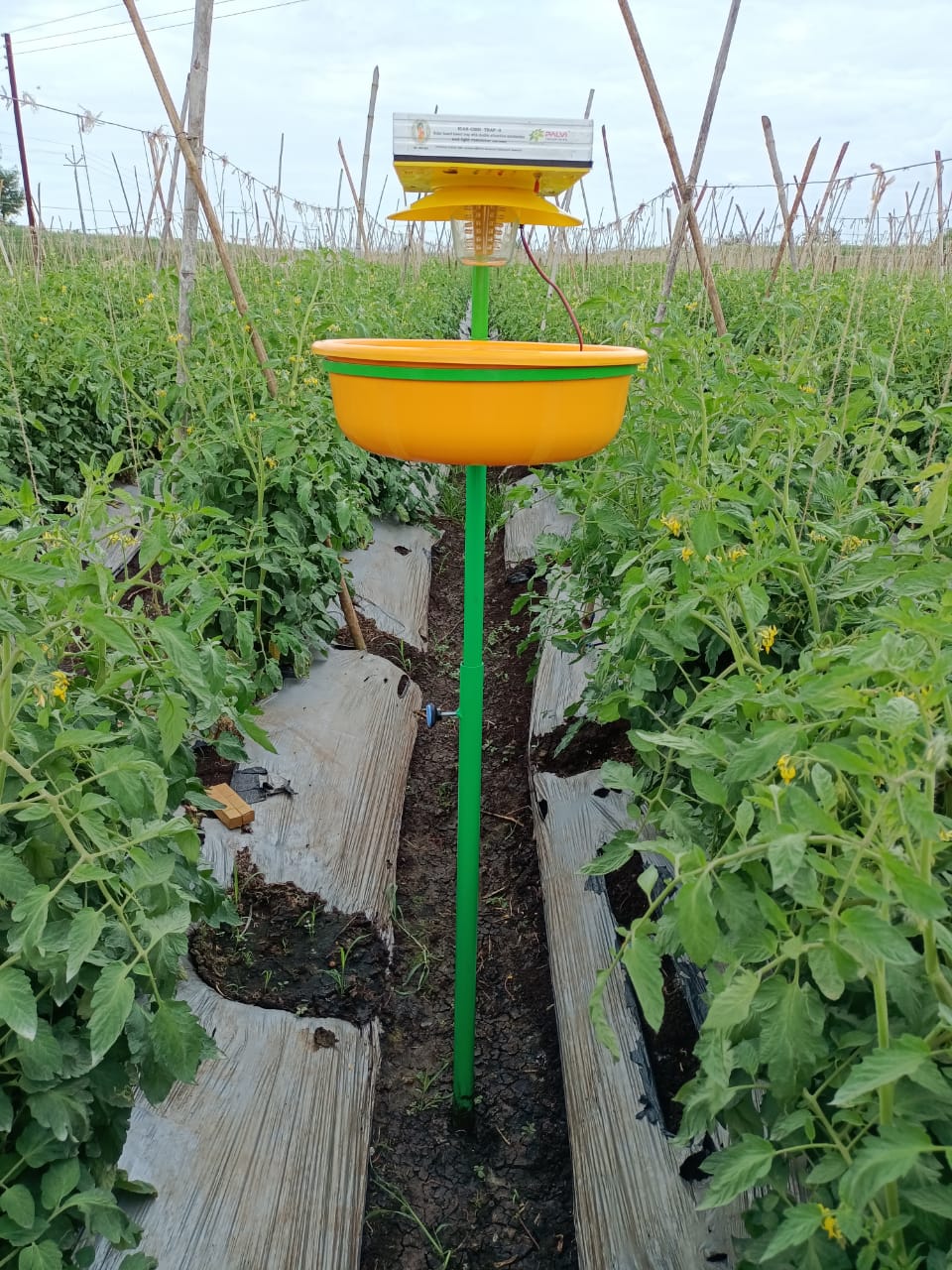 ICAR-CISH Trap 2