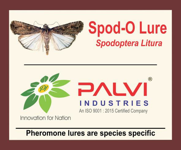 Spodoptera Litura