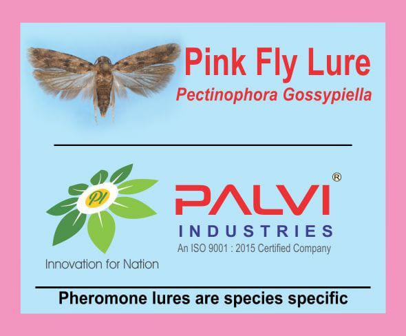 Pectinophora Gossypiella
