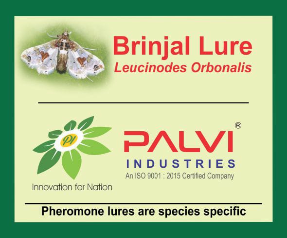 Leucinodes Orbonalis