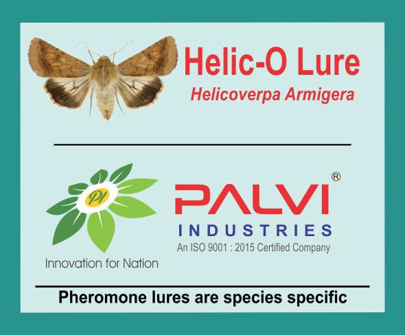 Helicoverpa Armigera