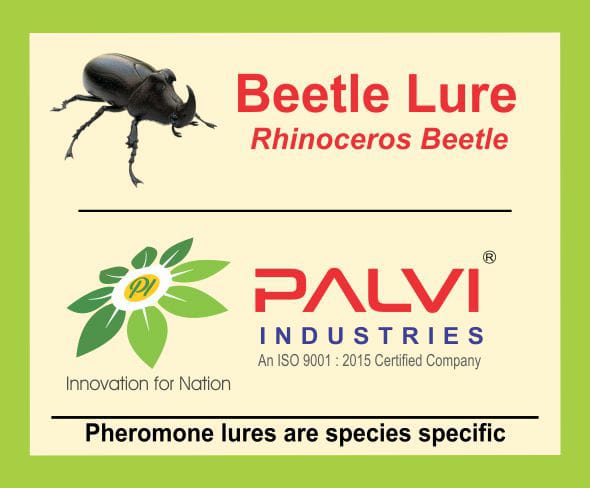 Rhinoceros Beetle