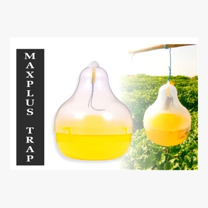Maxplus Polypropylene Pheromone Trap