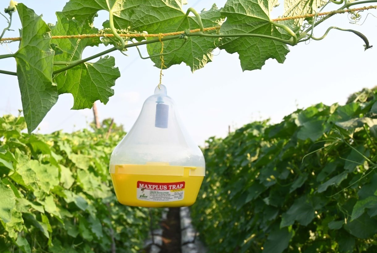 Maxplus Polypropylene Pheromone Trap