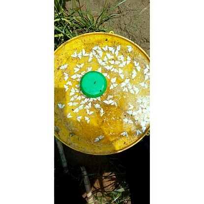 Water Trap
