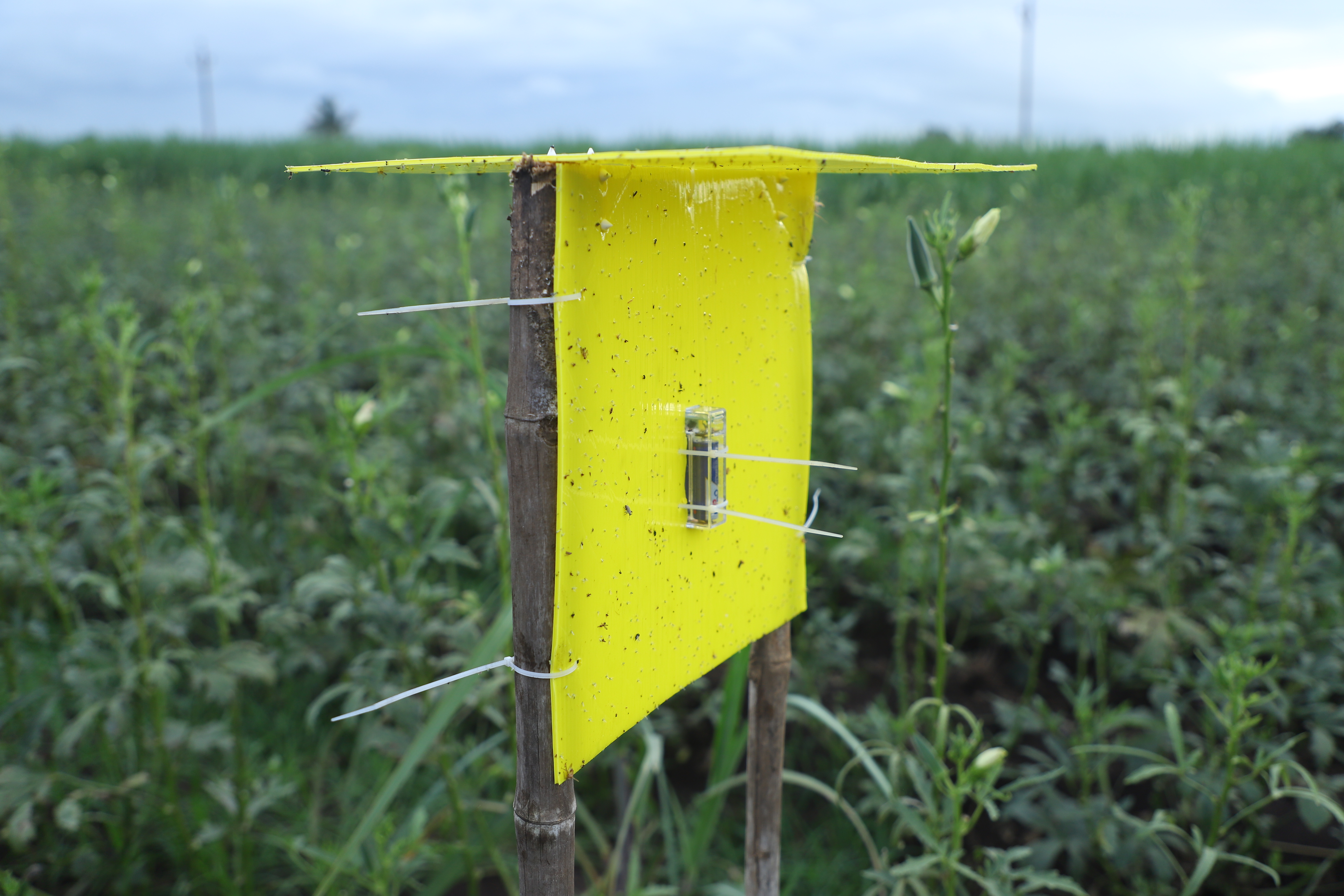 Eco Sticky Traps