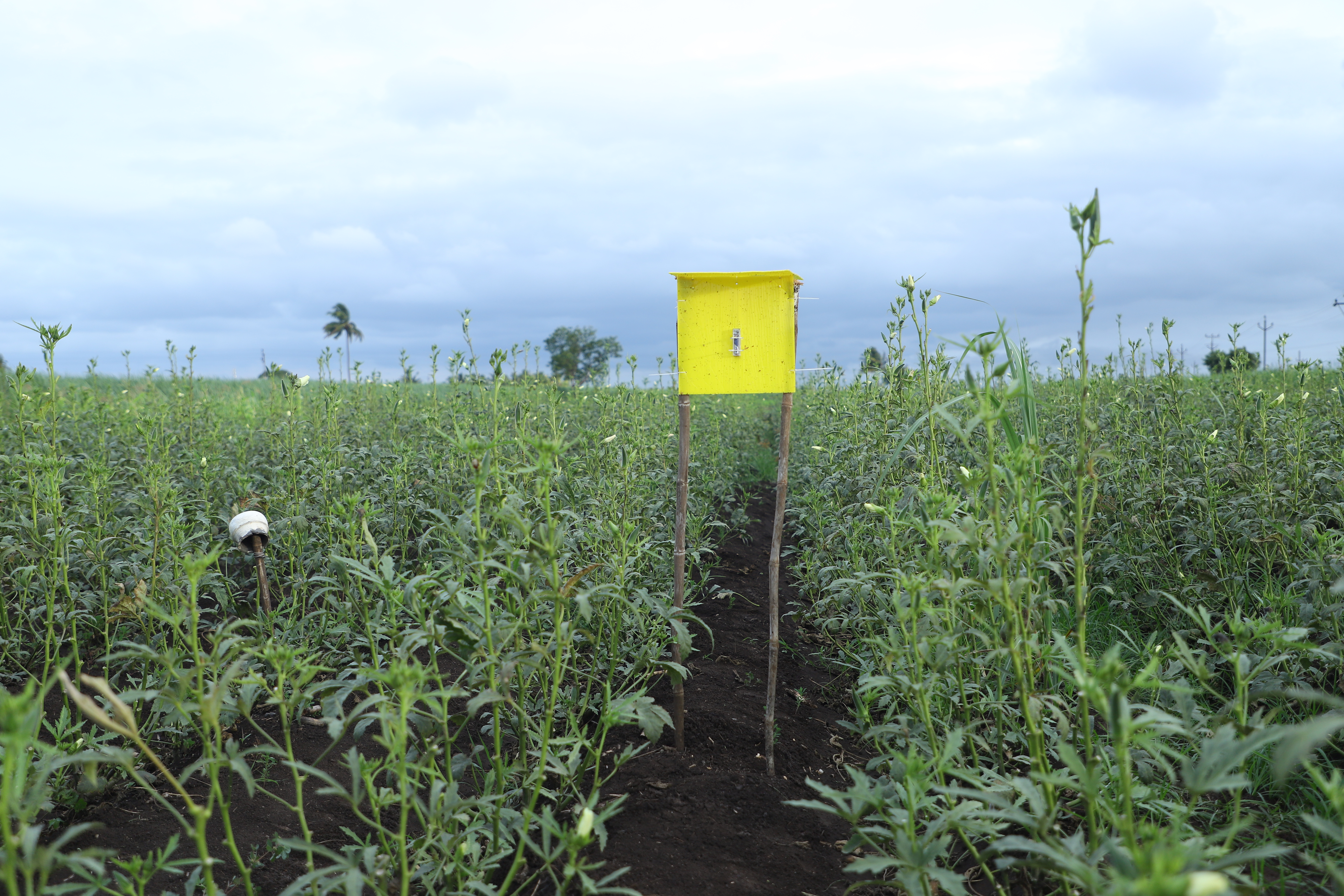 Eco Sticky Traps