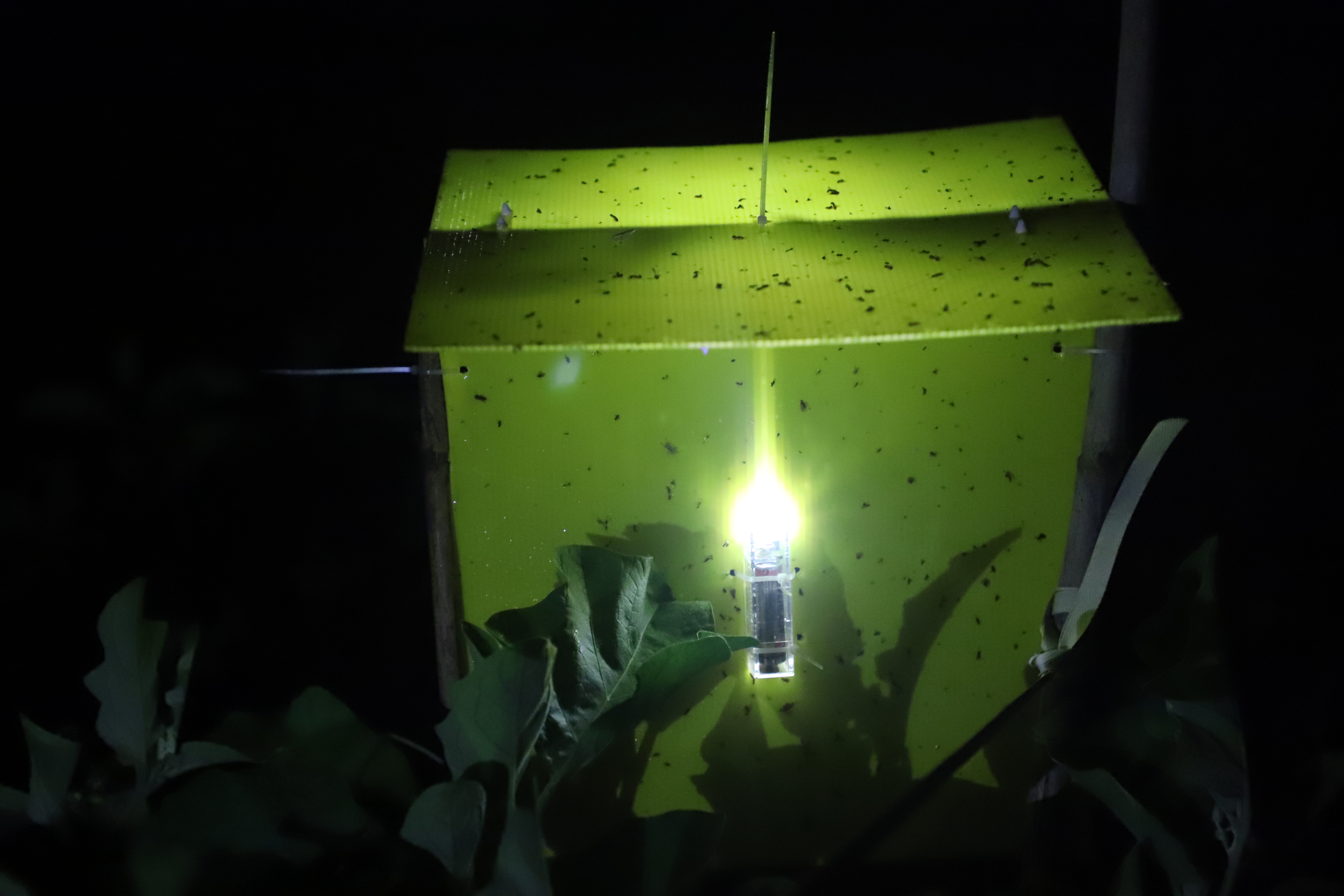 Eco Sticky Traps