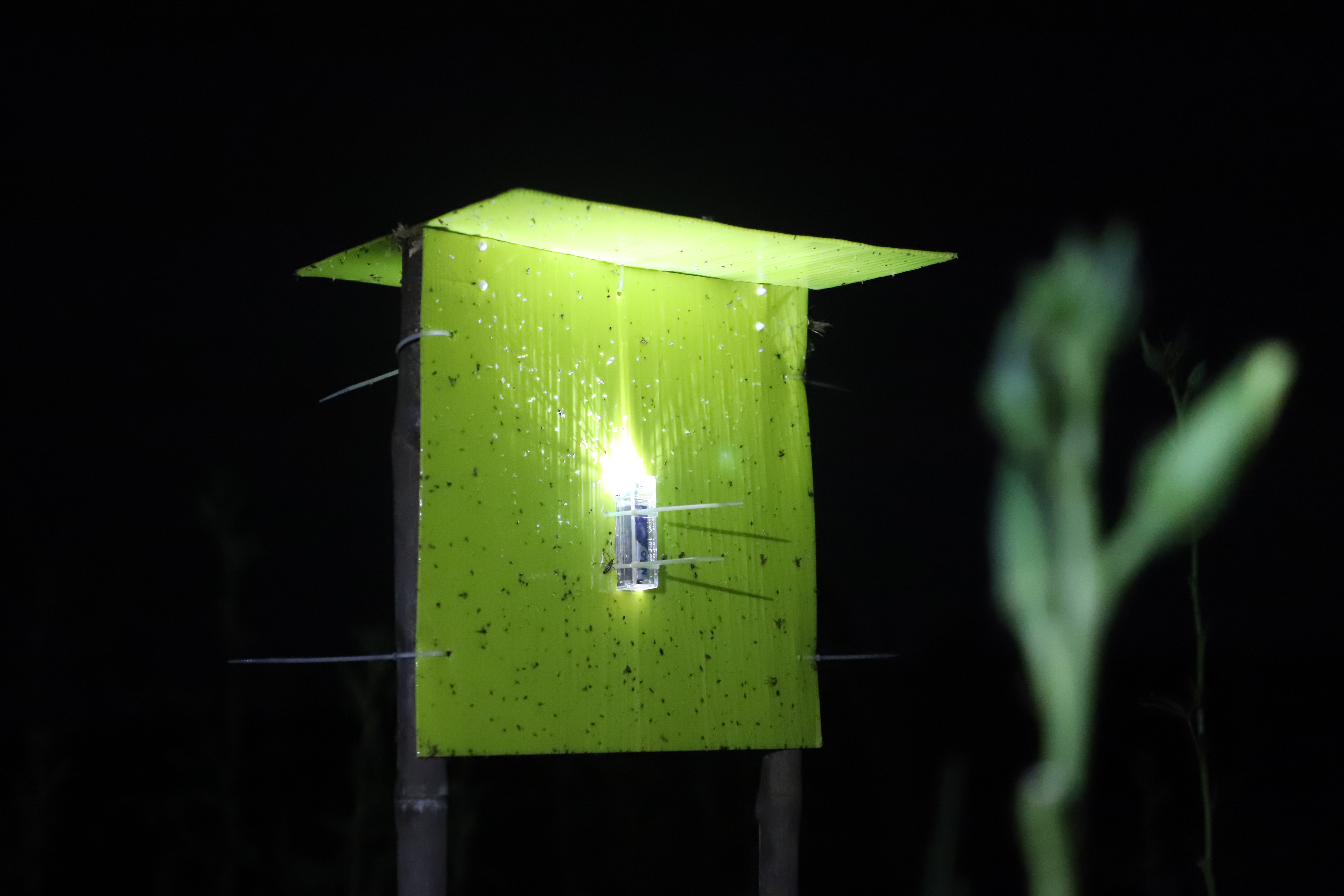 Eco Sticky Traps