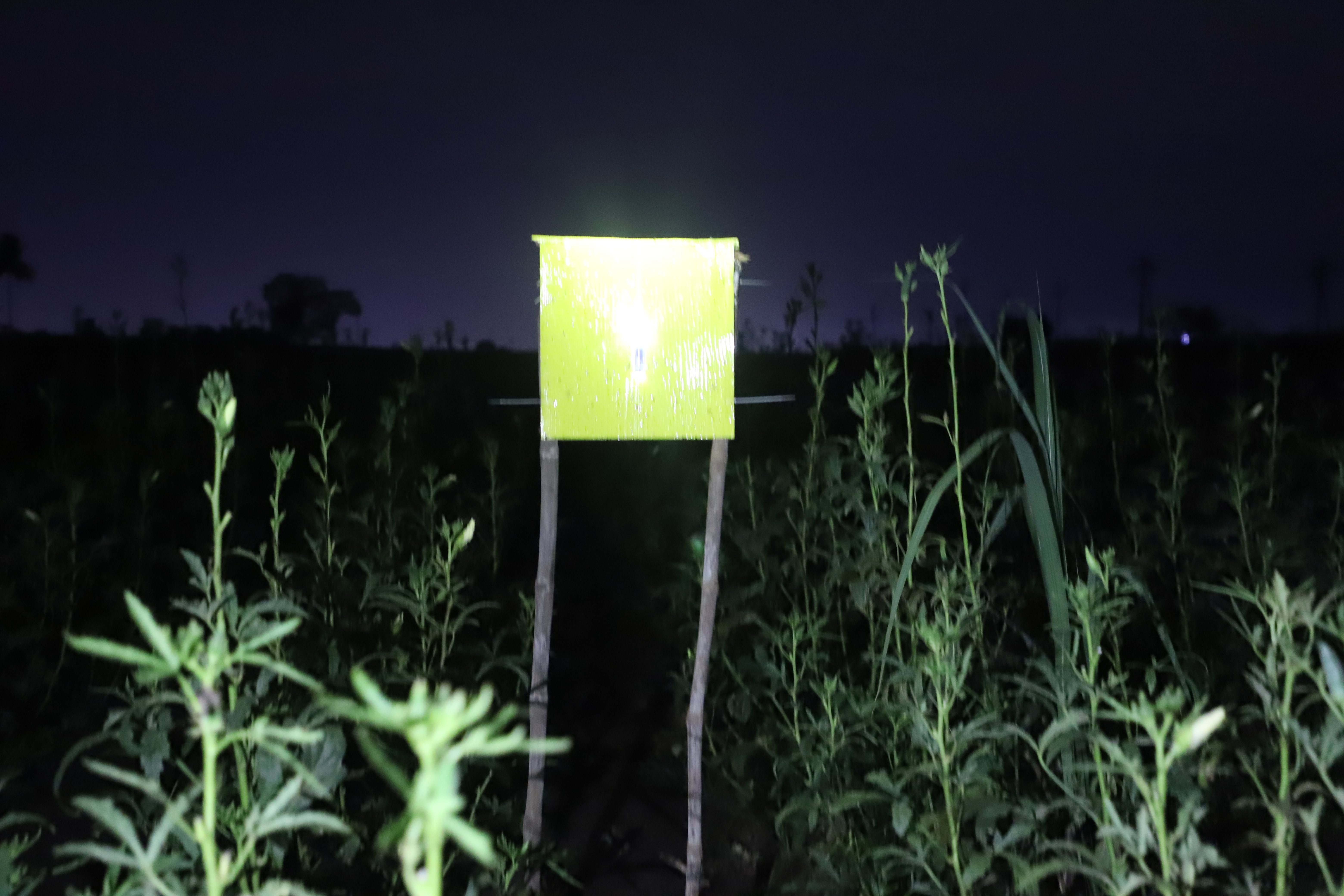 Eco Sticky Traps
