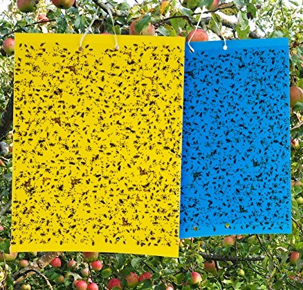Sticky Pad Yellow Blue