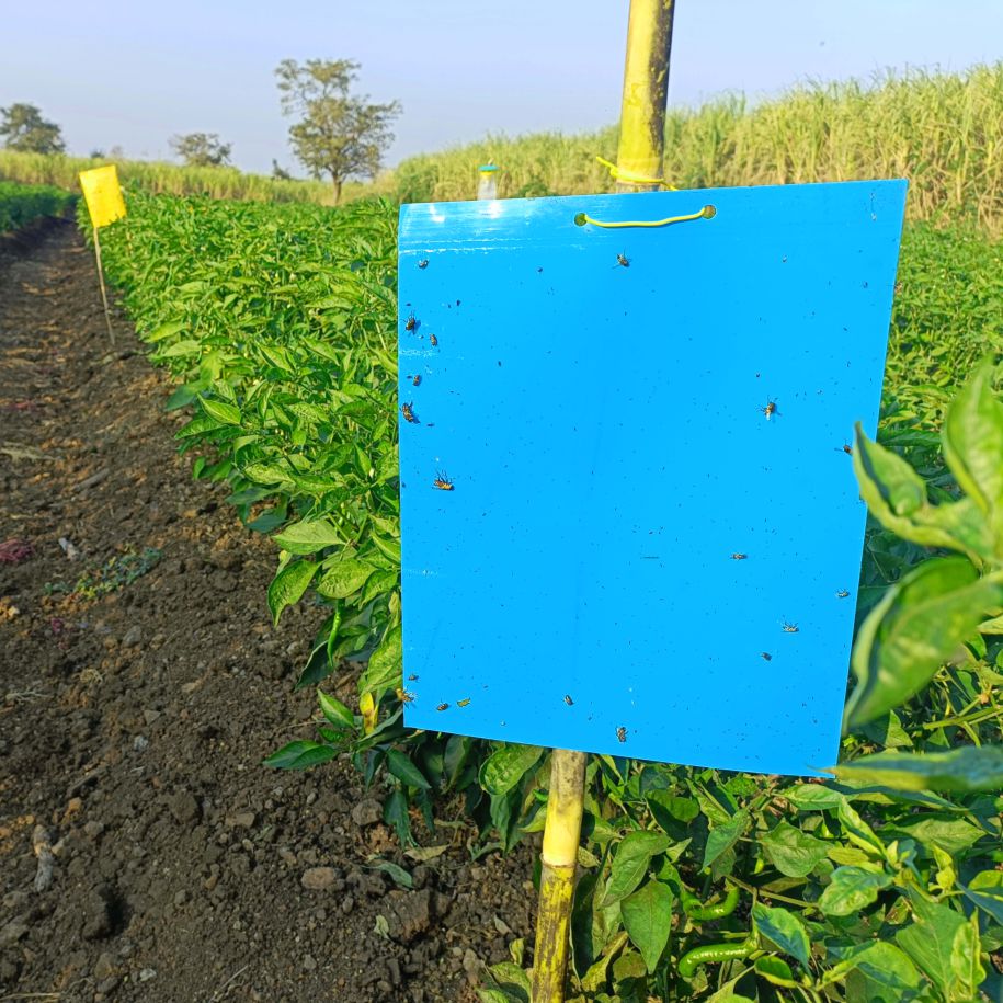Sticky Pad Yellow Blue