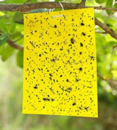 Sticky Pad Yellow Blue