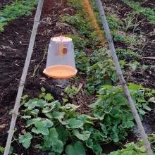 Fly Trap (O-MAT For fruits)