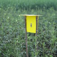 ECO STICKY TRAP