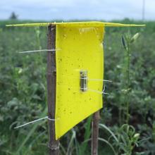 ECO STICKY TRAP